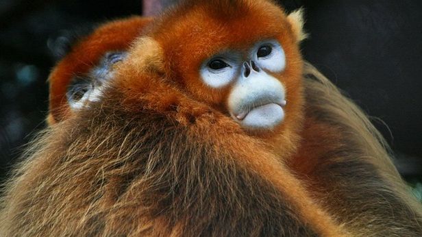 15 niesamowitych zwierząt świata 1