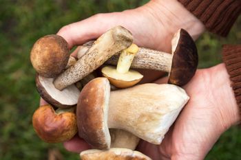 W tych miejscach jest najwięcej grzybów. Znaleźć już można nawet kanie