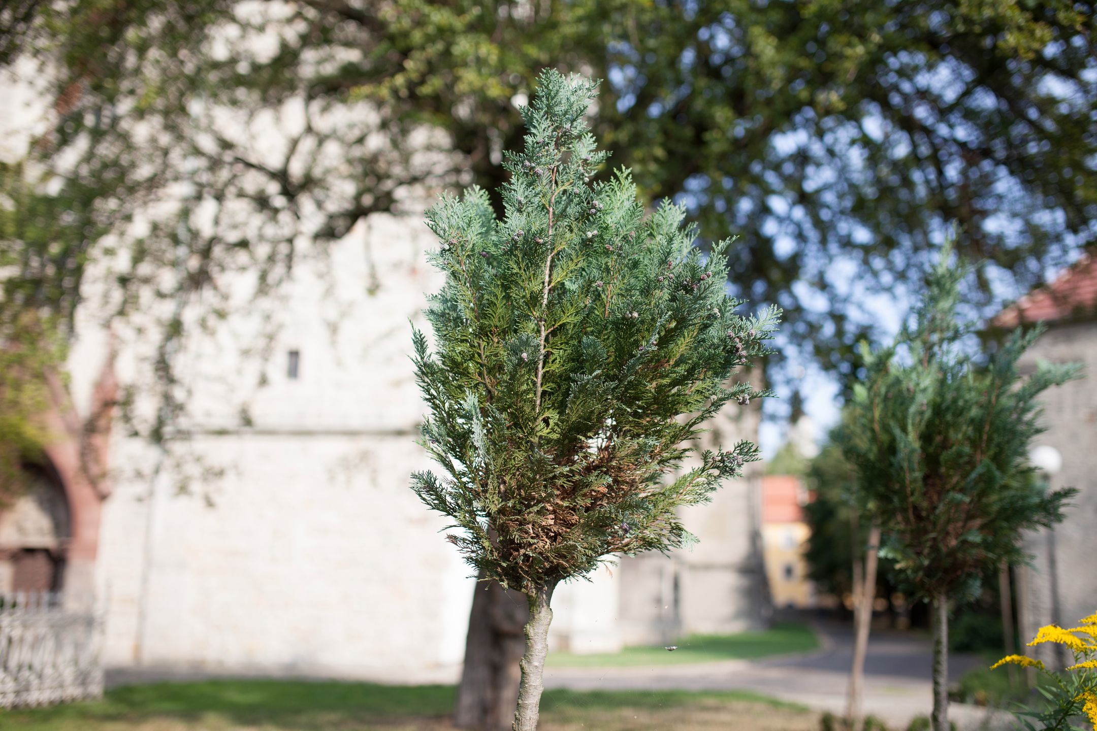 Sigma 35 mm f/1.4 ART DG HSM - od niej wszystko się zaczęło [recenzja] 17