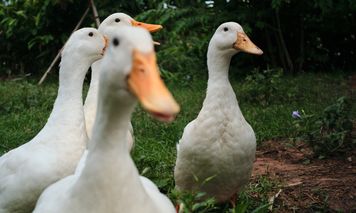 Zatrudnili 800 kaczek. Codziennie rano są zwarte i gotowe do pracy