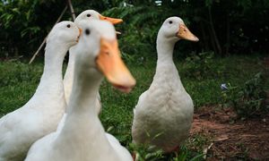 Zatrudnili 800 kaczek. Codziennie rano są zwarte i gotowe do pracy