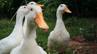 Zatrudnili 800 kaczek. Codziennie rano są zwarte i gotowe do pracy