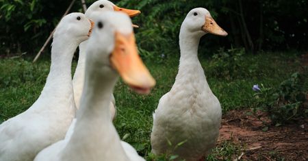 Zatrudnili 800 kaczek. Codziennie rano są zwarte i gotowe do pracy