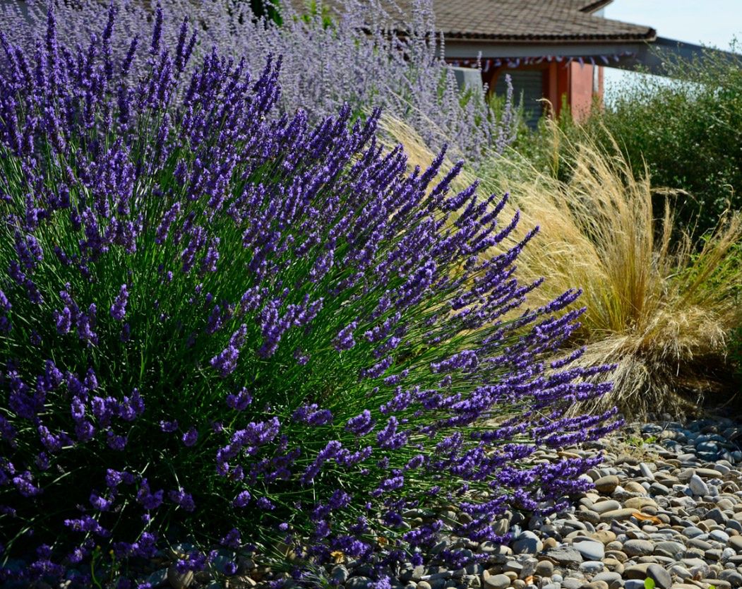 Lawenda lekarska - charakterystyka, właściwości lecznicze, gdzie kupić