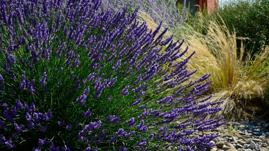 Lawenda lekarska działa przeciwbakteryjnie, nawilżająca, regenerująco oraz tonizująco.