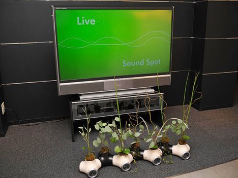 Mała Bonsai, czy lubi muzykę? 3