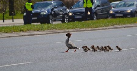 Zatrzymali ruch na Wisłostradzie. Niecodzienna akcja służb