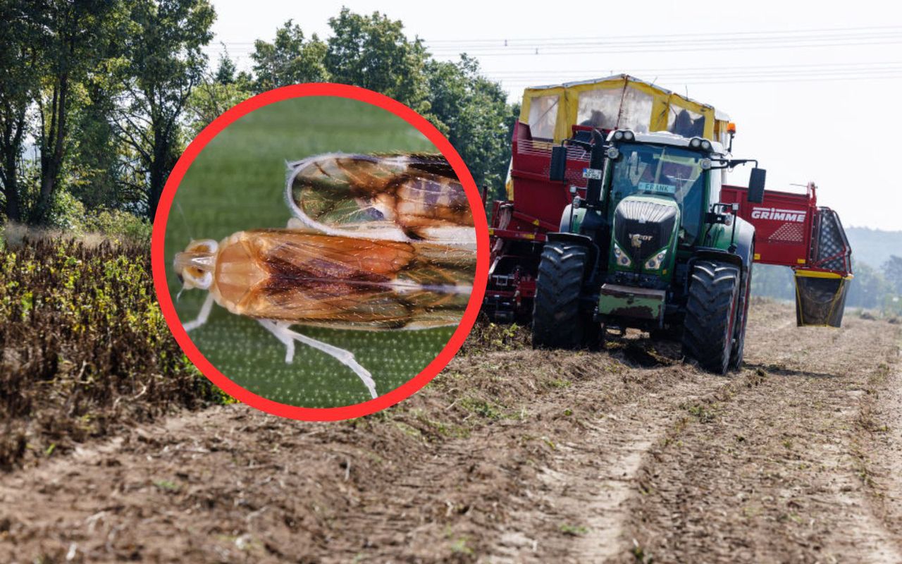 Niemcy biją na alarm. Ten szkodnik występuje też w Polsce