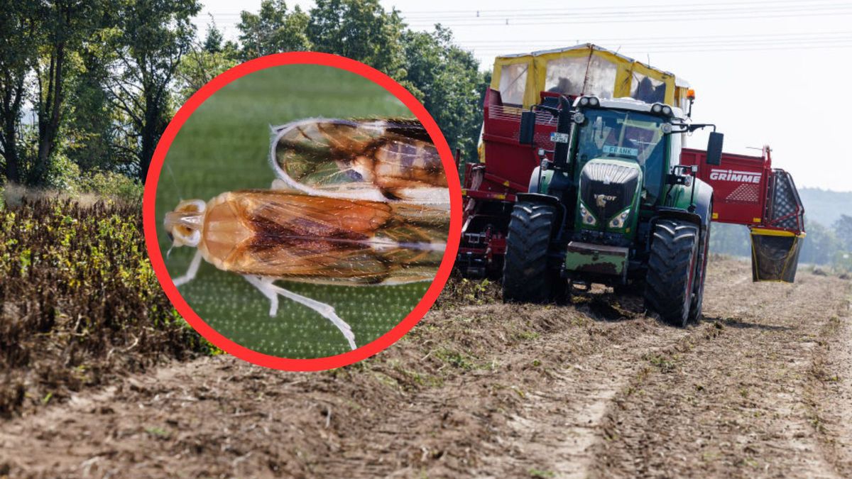 Groźny owad sieje spustoszenie w Niemczech. Jest też w Polsce