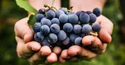 Jasne czy ciemne winogrona - które są zdrowsze?