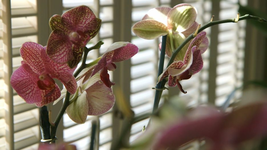 Trik, aby nowe pędy storczyka nie uschły