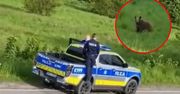 "Ręce nie mają gdzie opadać". Policja interweniowała ws. niedźwiedzi