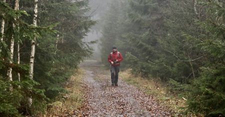Wstęp do lasów będzie płatny? Lasy Państwowe wyjaśniają