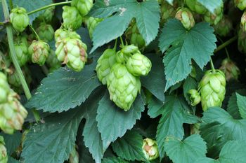 W Polsce jest chwastem. Za granicą kosztuje kilka tys. zł za kilogram