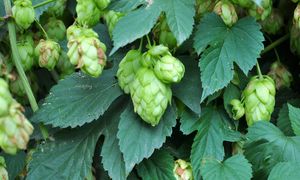 W Polsce jest chwastem. Za granicą kosztuje kilka tys. zł za kilogram