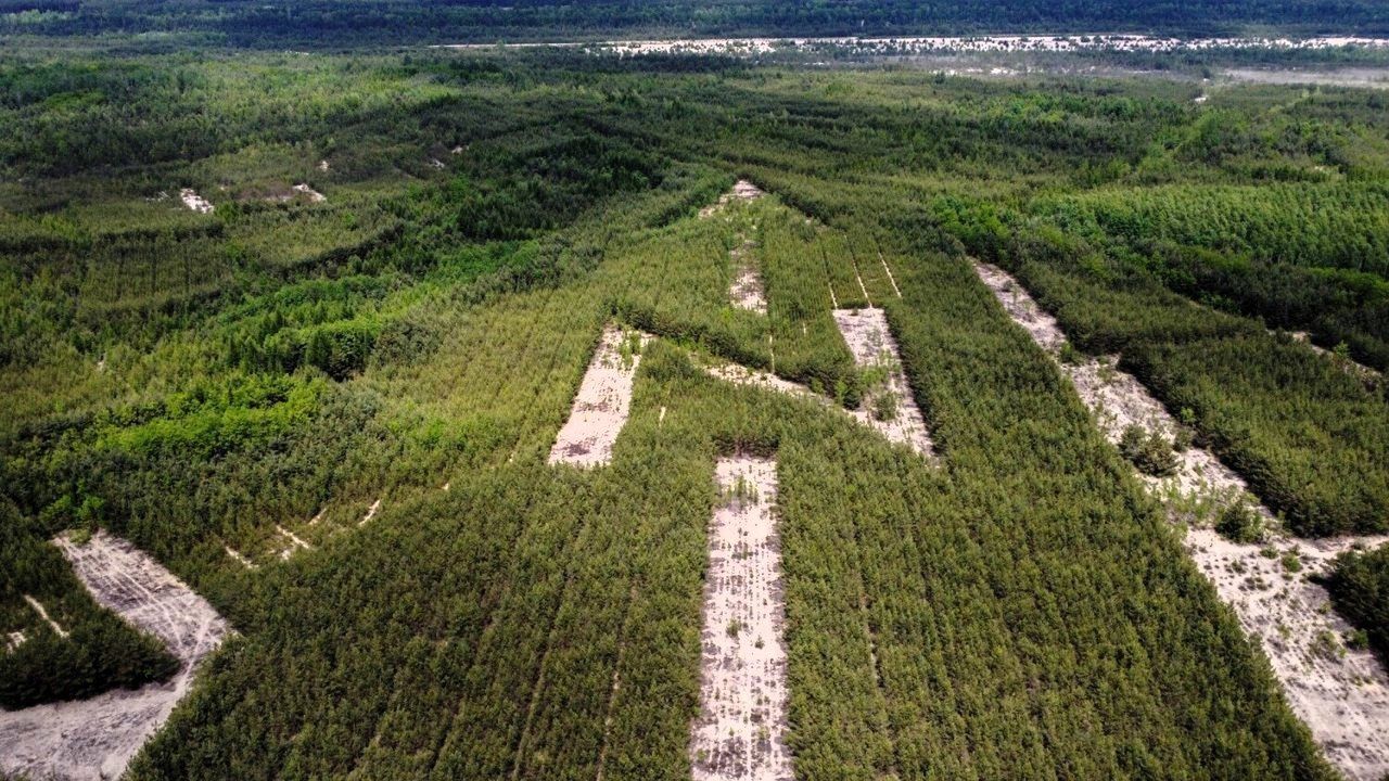 W małopolskim Bukownie lasy układają się w dziwne kształty i tworzą znaki widoczne z powietrza!