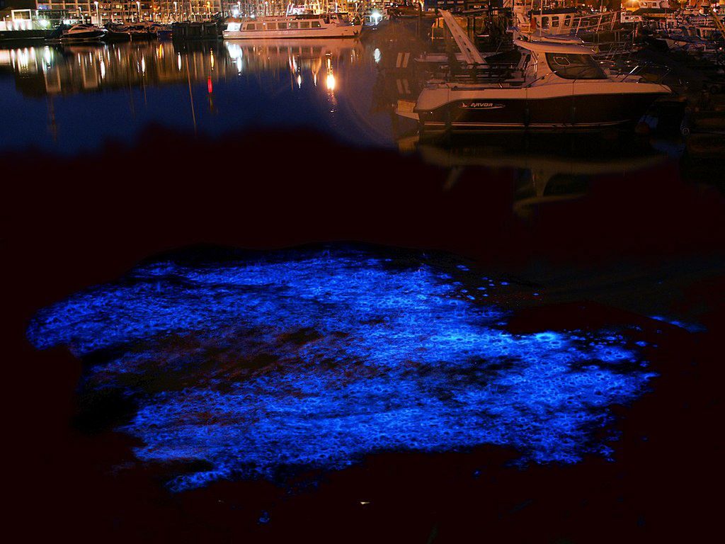 „Iskierka morska” świecąca w porcie jachtowym w Zeebrugge w Belgii
