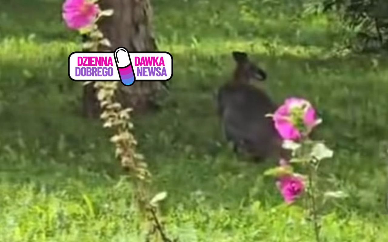 "Nie stosował się do poleceń". Kangur postawił policję na nogi