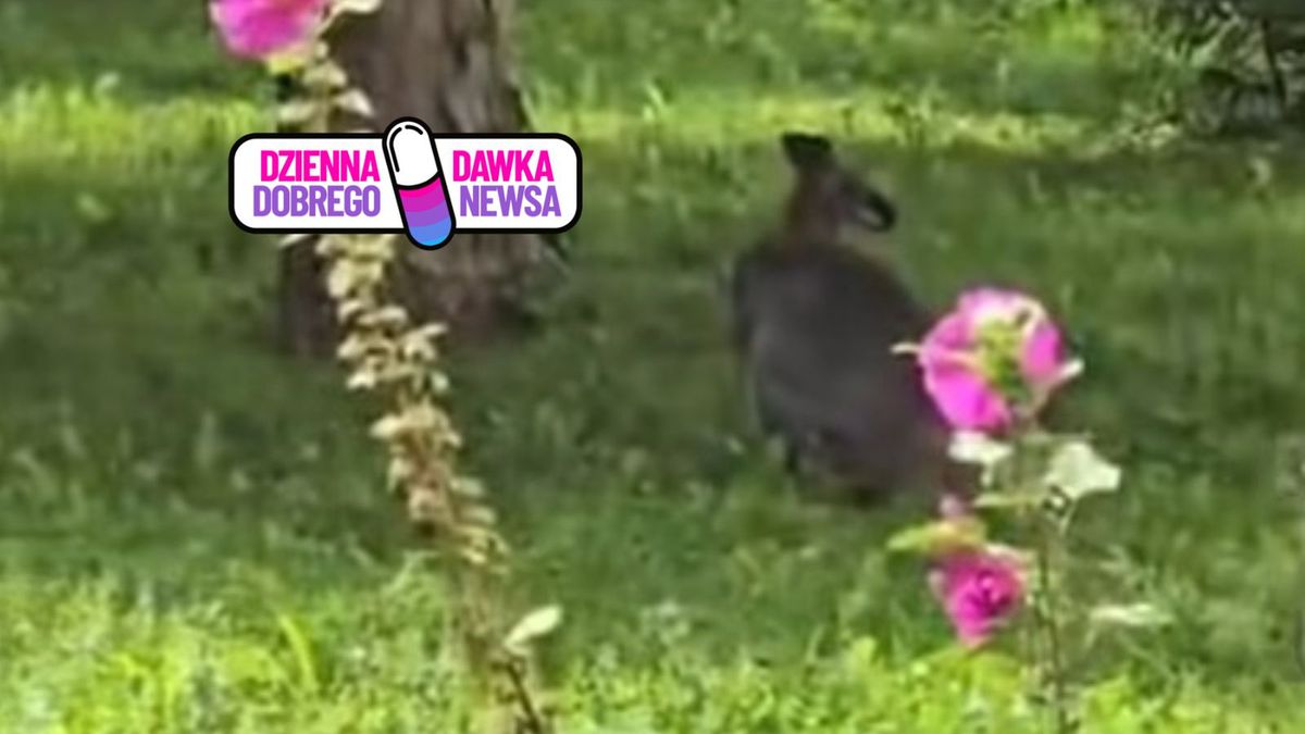 Policjanci prowadzili "pościg" za kangurem