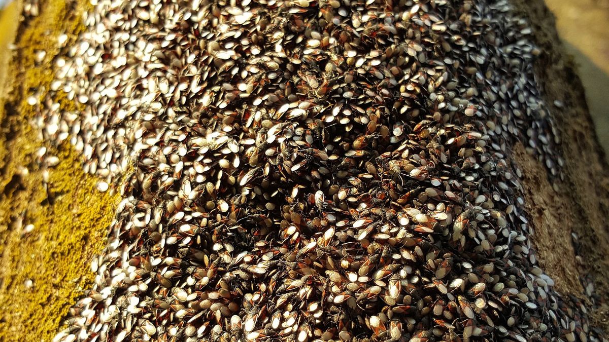 Pluskwiak lipowy występuje w Warszawie