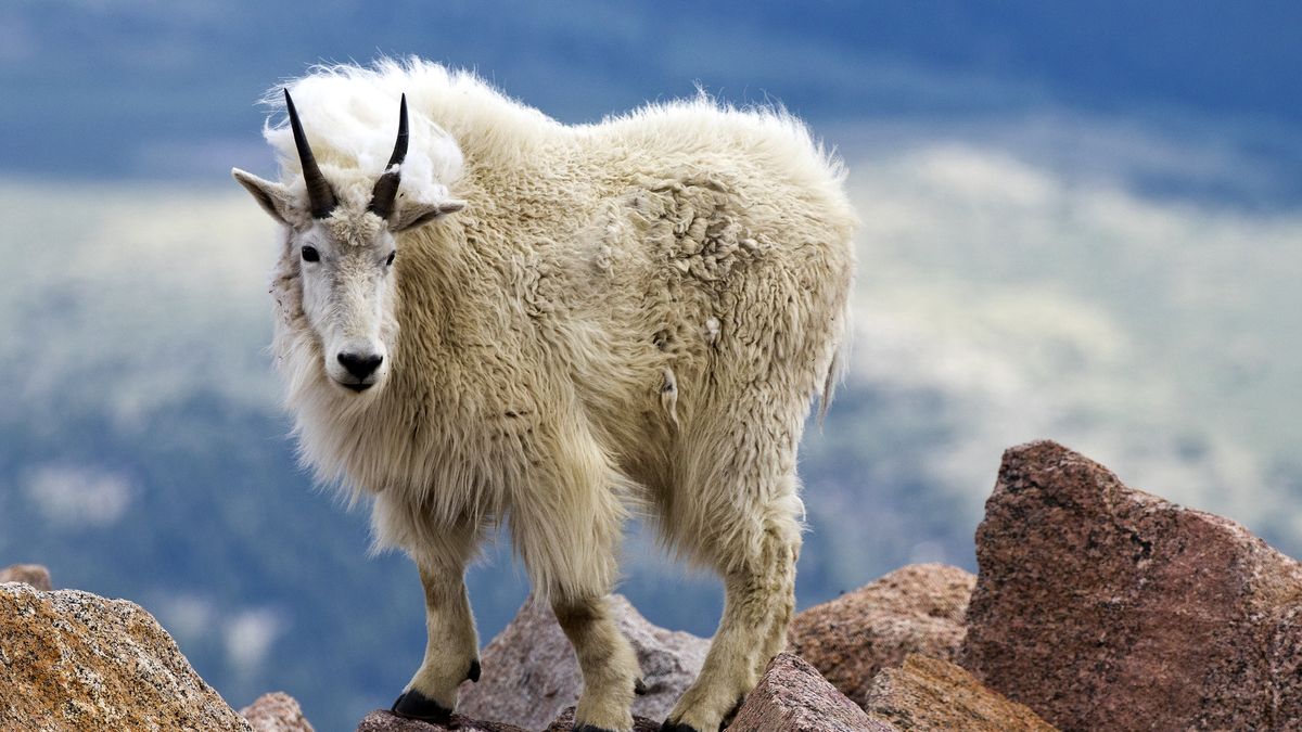 Krzyżówka o zwierzętach