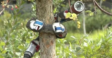 Robotyczny wąż wejdzie na każde drzewo [wideo]
