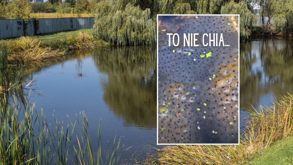 Nagrali ciekawe wodne zjawisko. Leśnicy wyjaśniają: "To nie chia..."