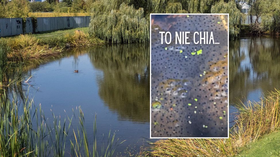 Leśnicy nagrali ciekawe zjawisko - skrzek. Wyjaśniają