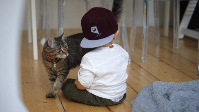 Adopcja kota pozytywnie wpływa na dzieci z autyzmem