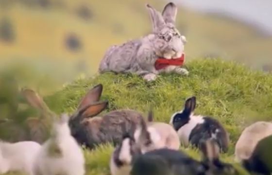 Króliki w rządowej kampanii promują zdrowy styl życia dla większej dzietności (wideo)