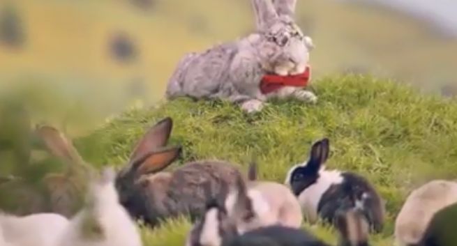 Króliki w rządowej kampanii promują zdrowy styl życia dla większej dzietności (wideo)