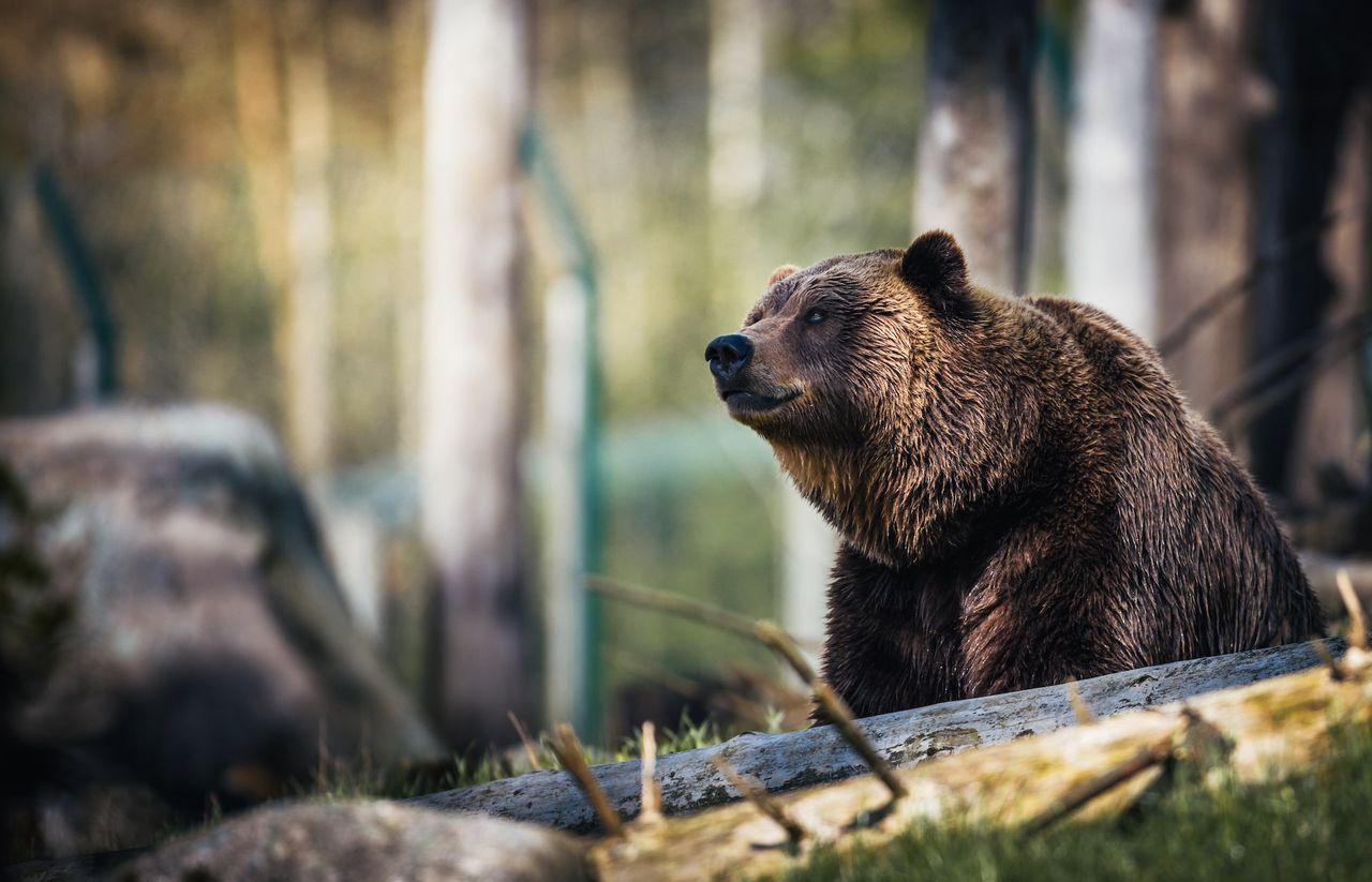 Niedźwiedzie grizzly potrafią być bardzo agresywne. Wystarczy chwila, a wpadają w szał.