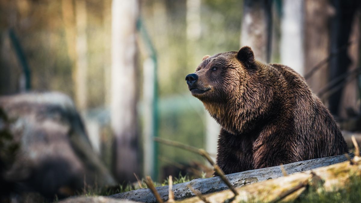 Niedźwiedzie grizzly potrafią być bardzo agresywne. Wystarczy chwila, a wpadają w szał.