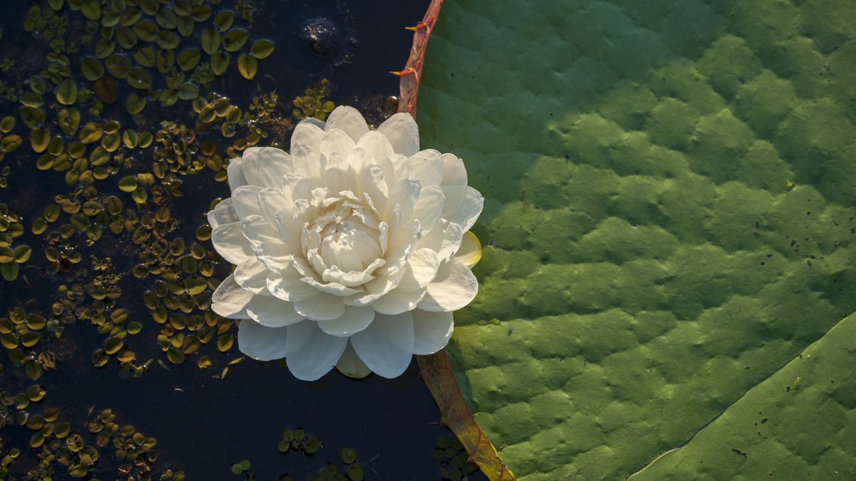 Victoria cruziana — zdjęcie ilustracyjne