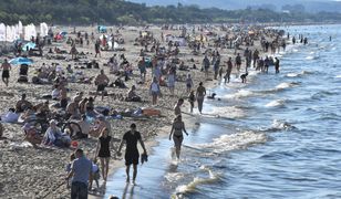 Bałtyk: inwazja meduz. Równowaga ekologiczna może być zagrożona