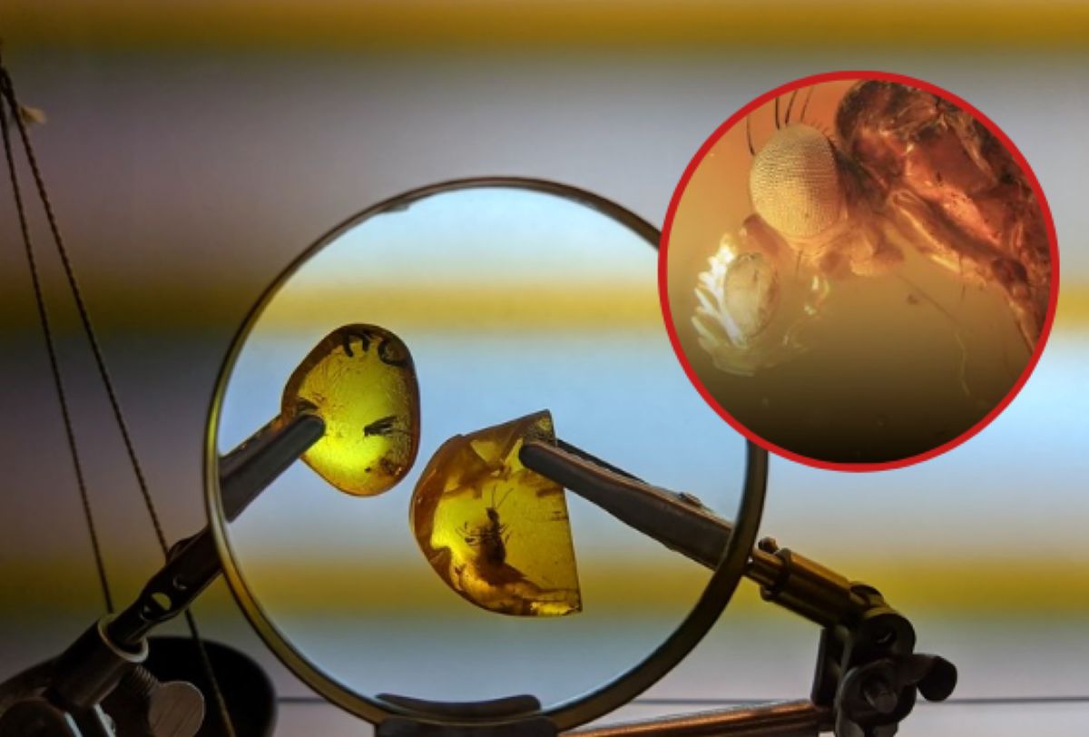 An extraordinary discovery in amber. The contribution of Polish scientists.