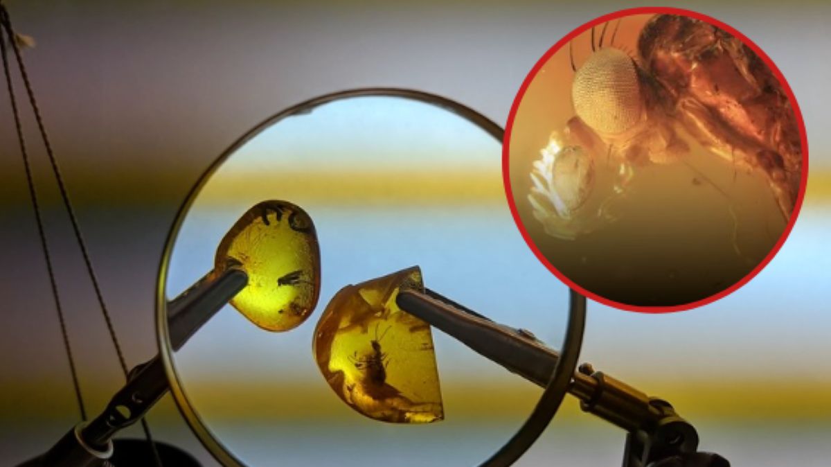 Niezwykłe odkrycie w bursztynie. Wkład polskich naukowców.