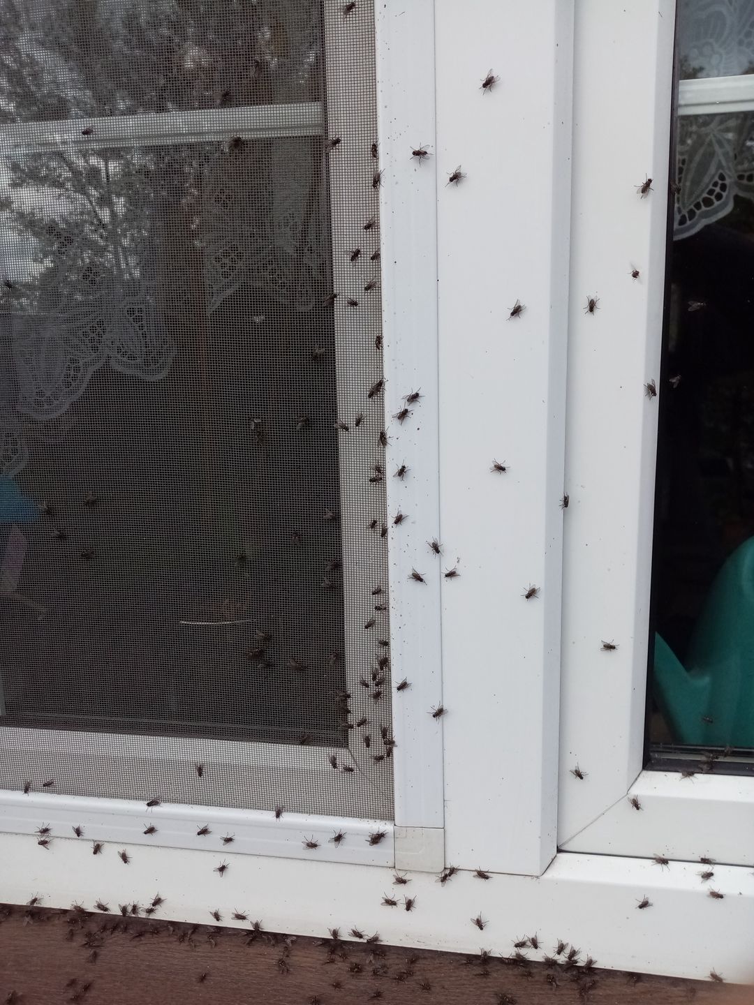 Muchy na jednym z domów w Mszczyczynie, położonych blisko fermy Wojciecha Biernackiego