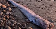 Legendarny "wąż morski" wyrzucony na brzeg oceanu. Zwiastuje katastrofy