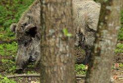 Pierwszy przypadek ASF w Gdańsku. Służby apelują do mieszkańców