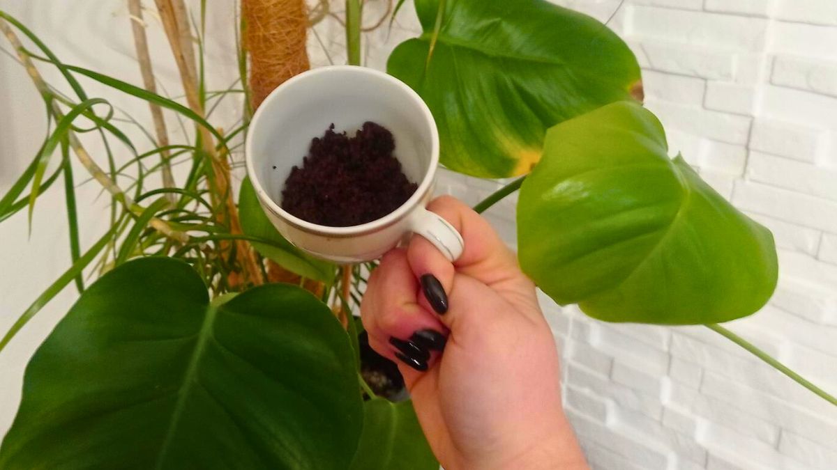 Ekologiczne wykorzystanie fusów odmieni twoją monsterę. 