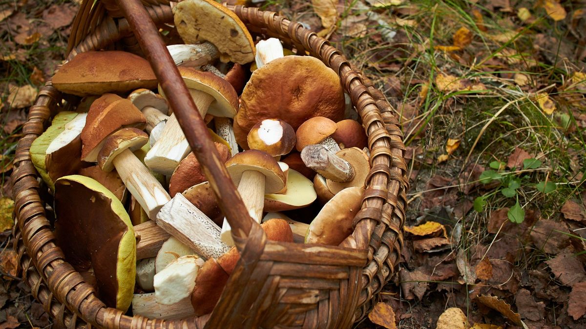 Najlepsze grzyby rosnące w Polsce. 
