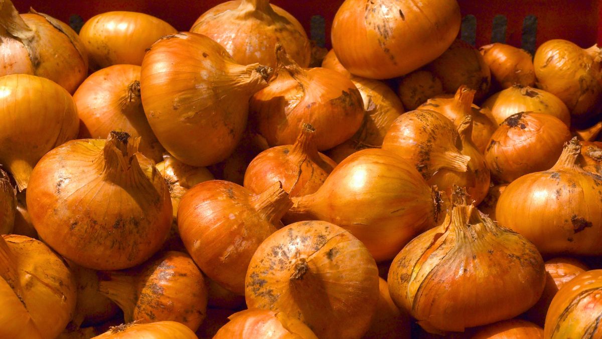 Jak przechowywać cebulę