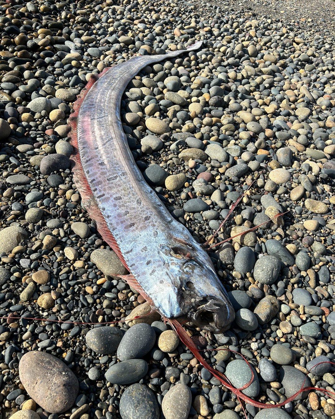 “Ryba zagłady” wyrzucona na brzeg oceanu, okolice San Diego, USA