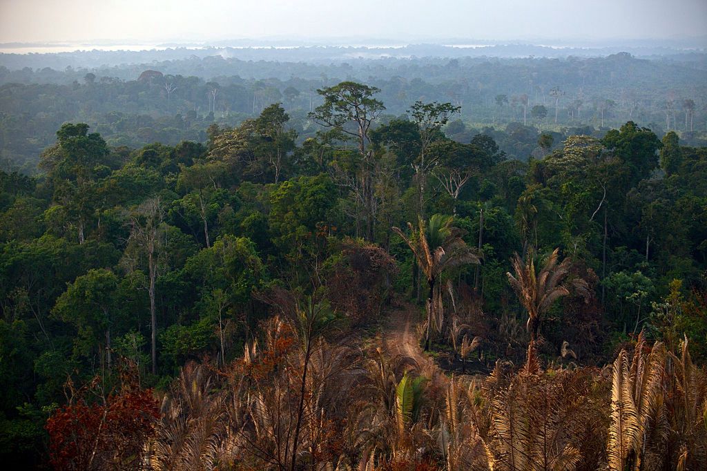 Amazoński las deszczowy w stanie Para / zdjęcie ilustracyjne