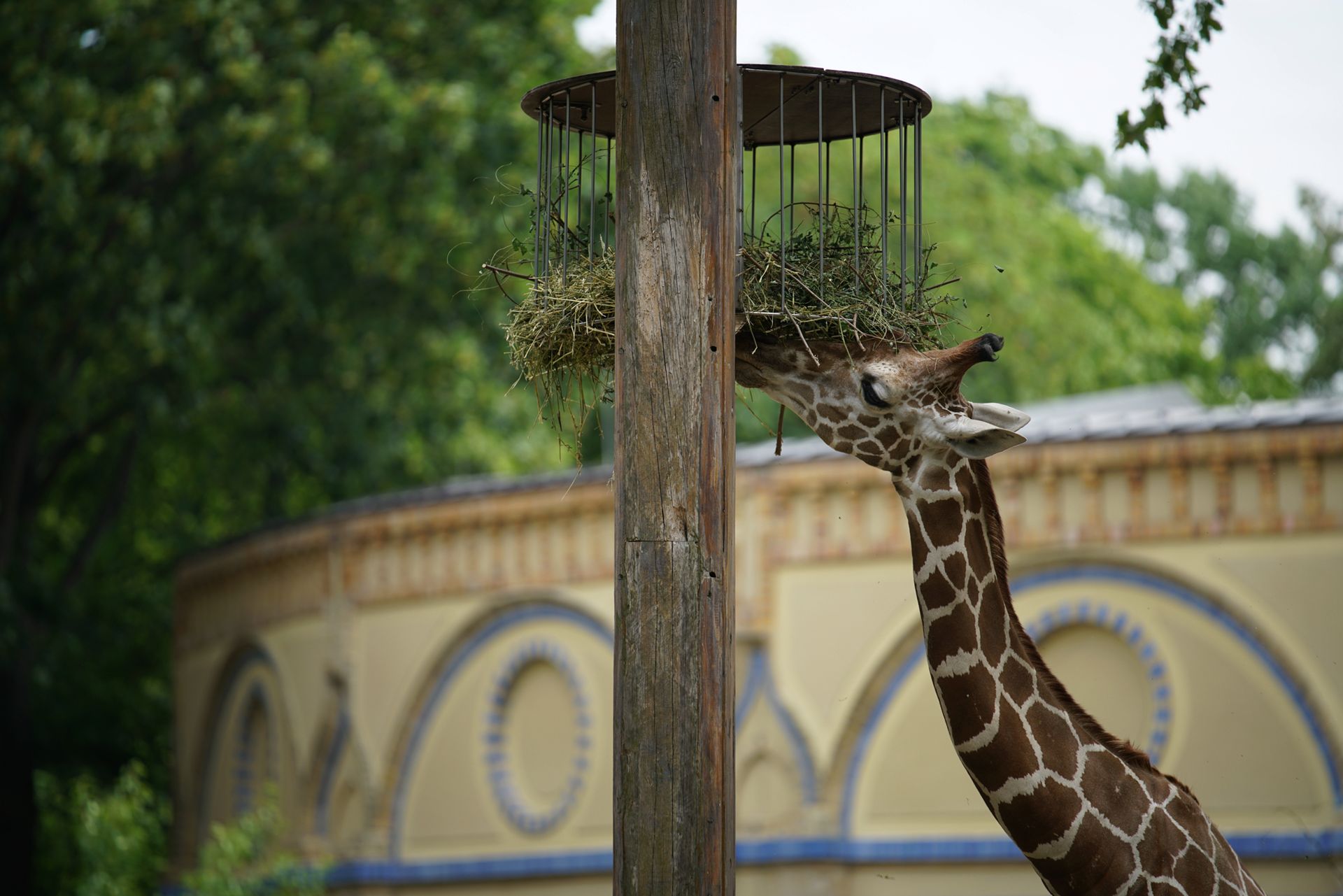 Sony FE 70–200 mm f/2.8 GM OSS - zdjęcia przykładowe z ZOO w Berlinie 21