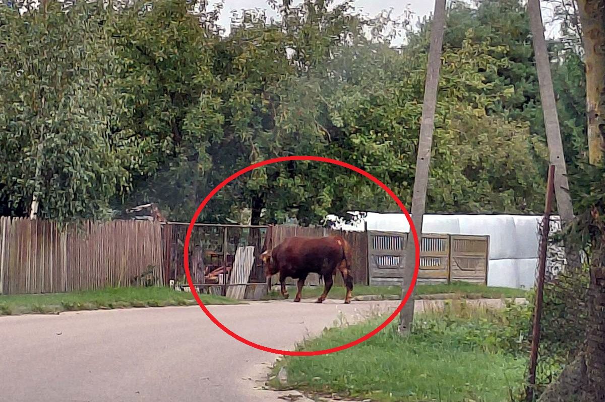 Strzegowo: 700-kilogramowy byk na ulicy. Interweniowała policja i strażacy