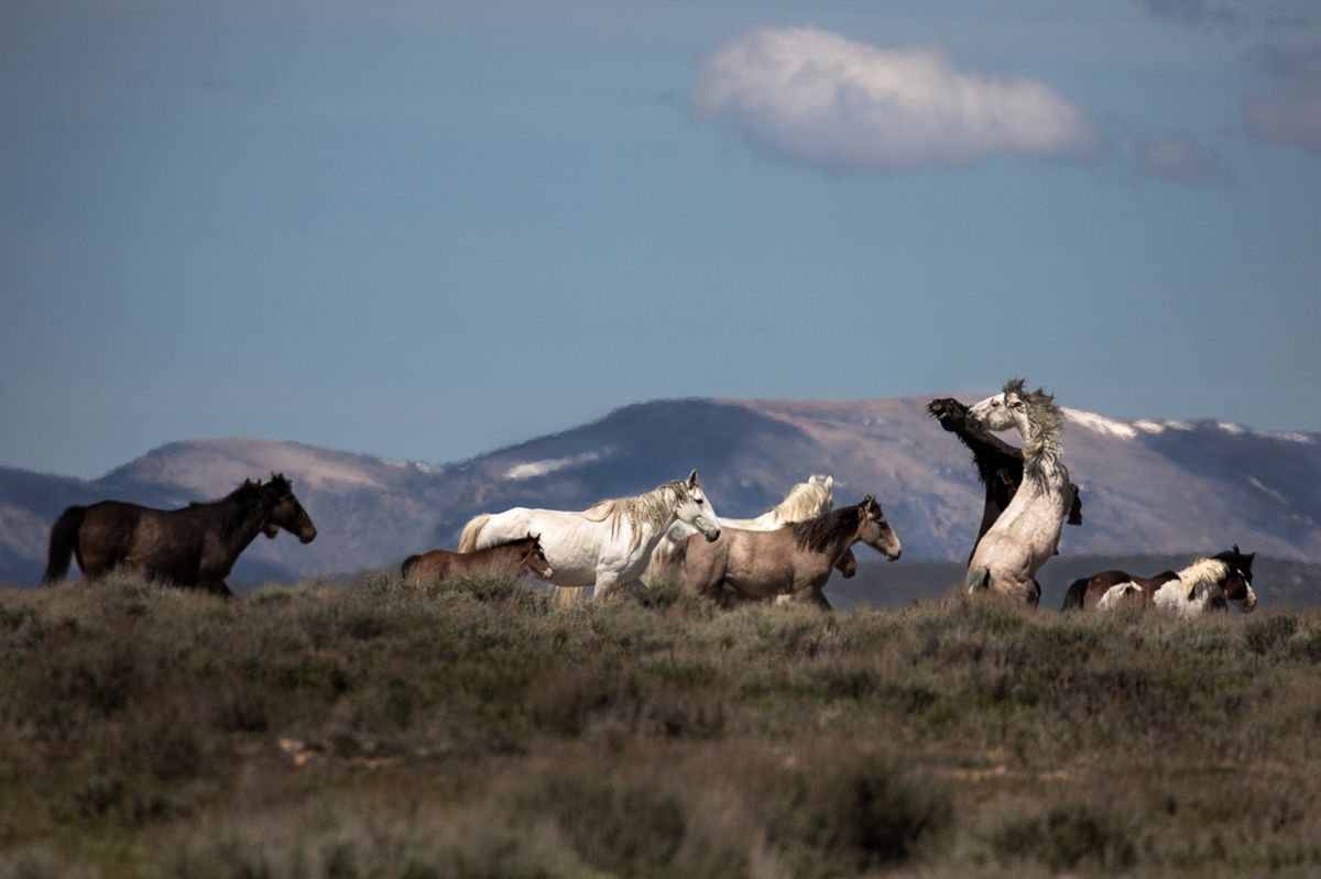 Konie są lustrem dla twoich emocji - zobacz piękne zdjęcia Tori Gagne