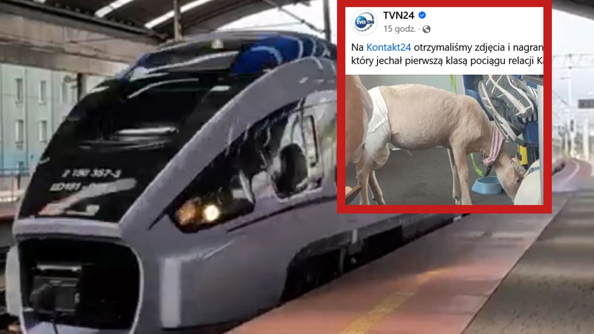 To historia o baranie, który podróżował koleją!