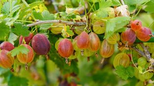 Rozłóż to teraz wokół agrestu. Latem będziesz zbierać owoce wiadrami